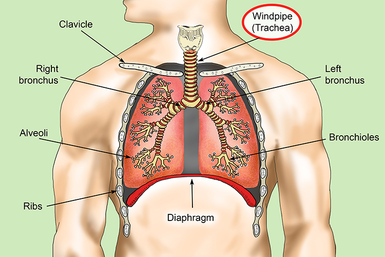 Annotated diagram showing the lungs and how the trachea is used